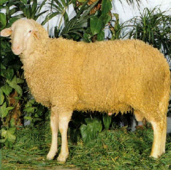 Fabrianese sheep