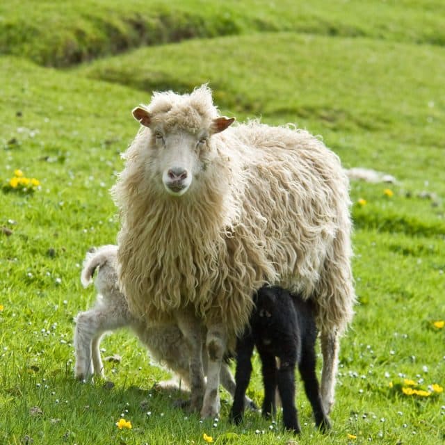 Faroese sheep