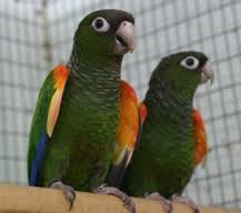 Fiery Shouldered Conure