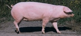 Finnish Landrace pig