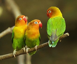 Fischer’s Lovebird
