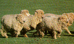 Fonthill Merino sheep