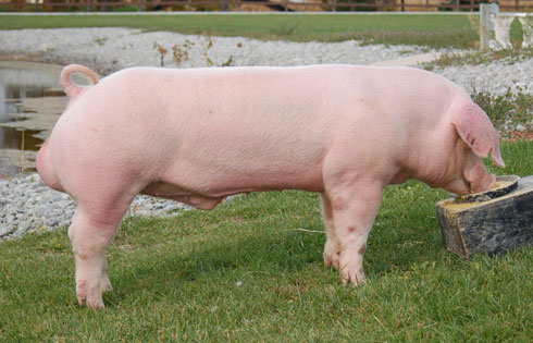 French Landrace pig