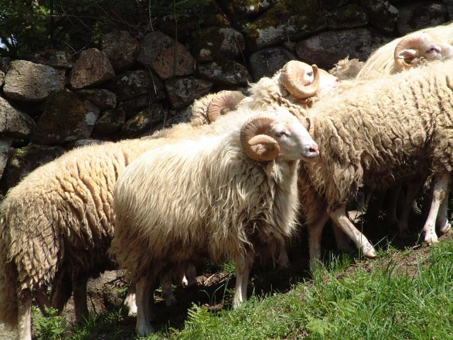 Galician sheep