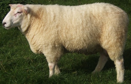 Galway sheep