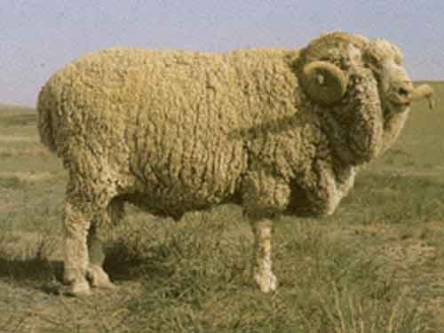 Gansu Alpine Fine-wool sheep