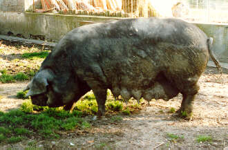 Gascon pig