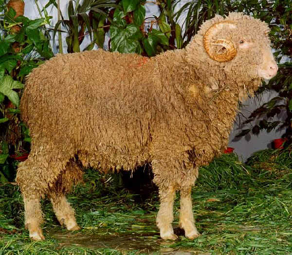 Gentile di Puglia sheep