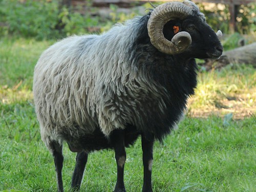 German Gray Heath sheep