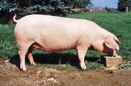 German Landrace pig