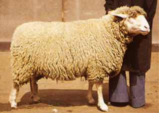 German Merino sheep
