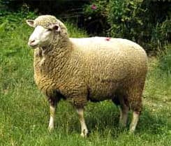 German Mutton Merino