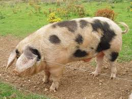 Gloucestershire Old Spots pig