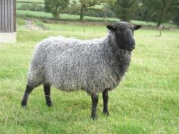 Gotland sheep