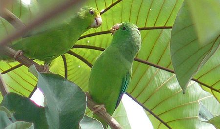Green Rumped Parrotlet