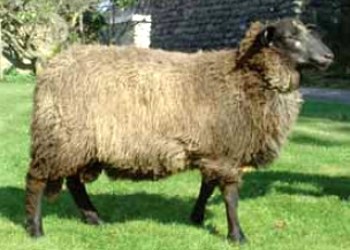 Grey Troender sheep