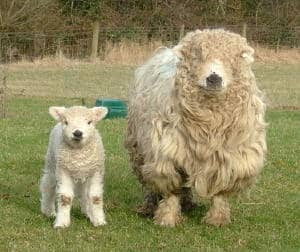 Greyface Dartmoor sheep