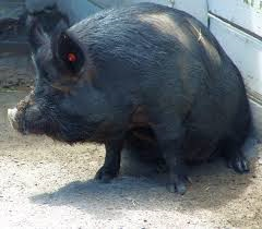 Guinea hog