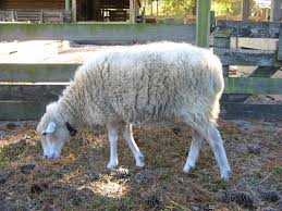 Gulf Coast Native sheep