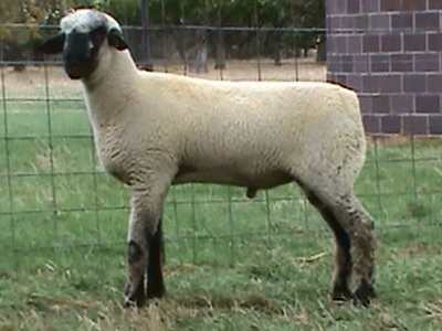 Hampshire sheep