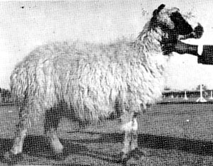 Harnai Sheep