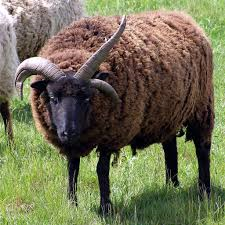 Hebridean sheep