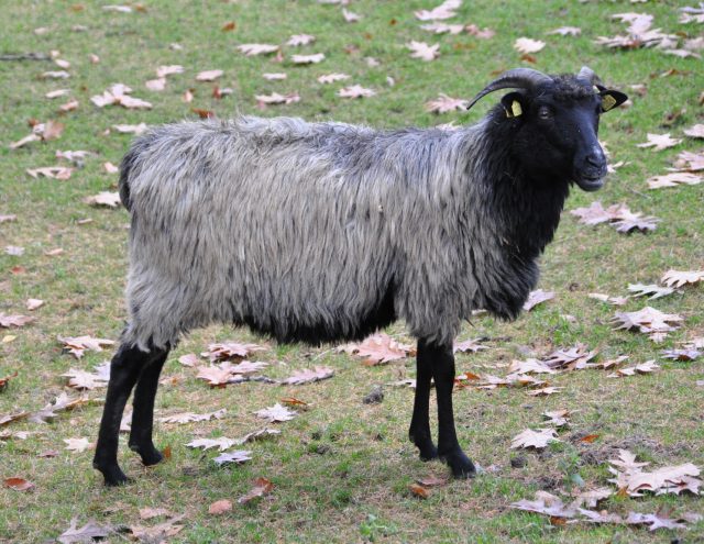 Heidschnucke sheep