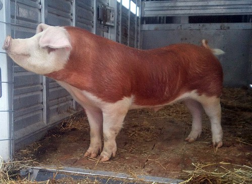 Hereford pig