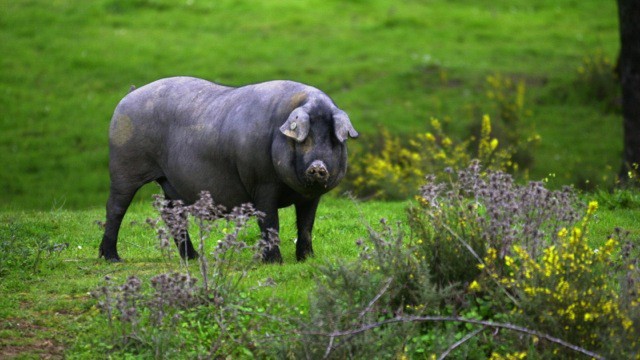 Iberian pig