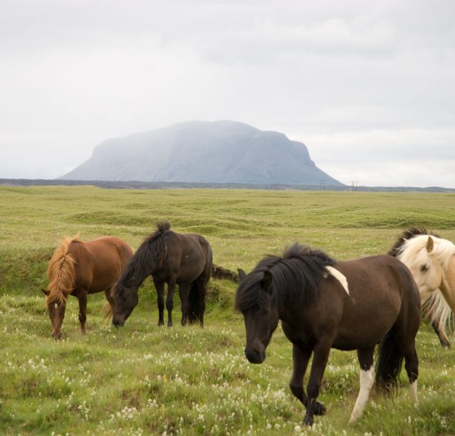 Icelandic horse