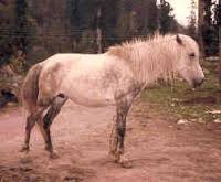 Indian Country-bred pony