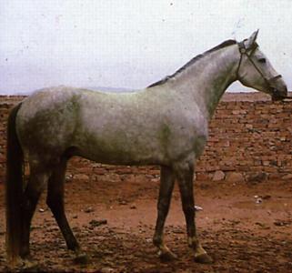 Iomud horse