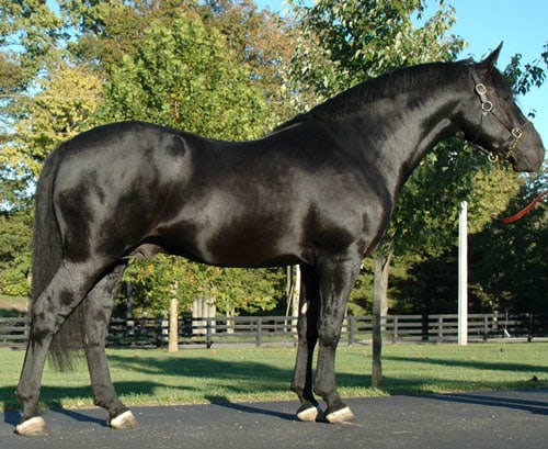 Irish Draft horse