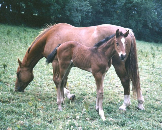 Irish Sport horse