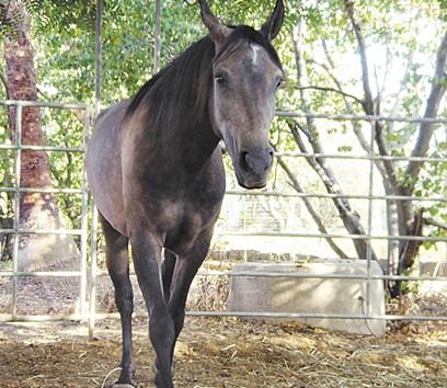 Israeli horse
