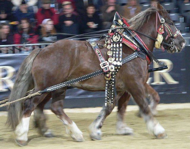 Italian Heavy Draft horse