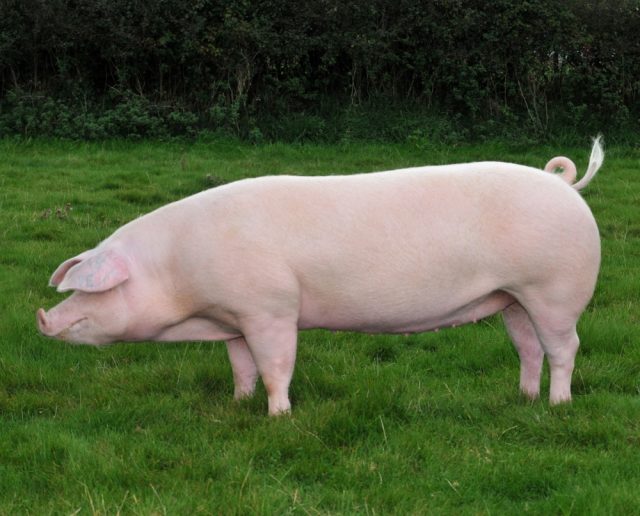 Italian Landrace pig