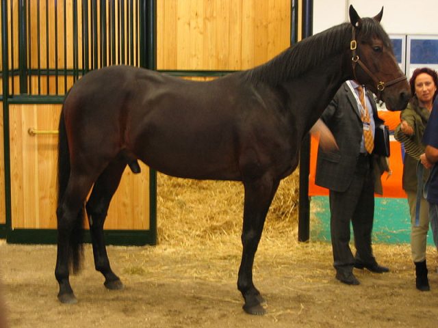 Italian Trotter horse