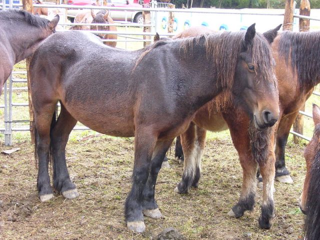 Jaca Navarra horse