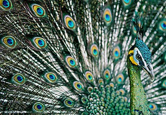 Javanese Green Peafowl