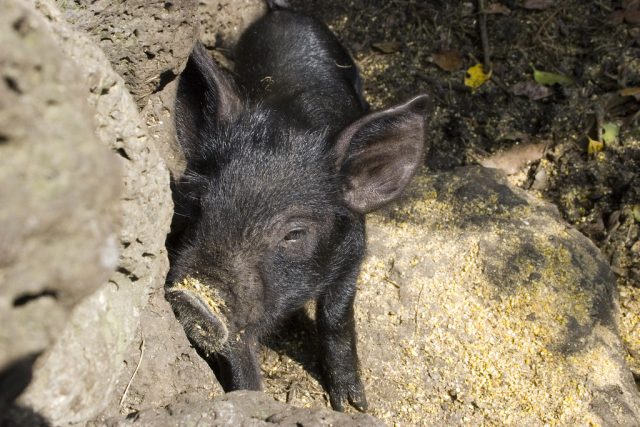 Jeju Black pig