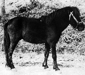 Jianchang horse