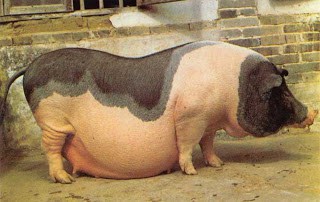 Jinhua pig