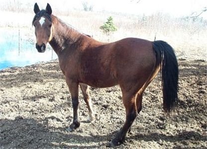 Jinzhou horse
