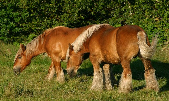 Jutland horse