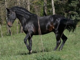 Kabarda horse