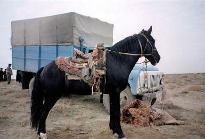 Karabair horse