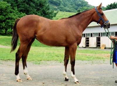 Karabakh horse