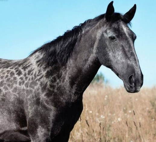 Karachai horse