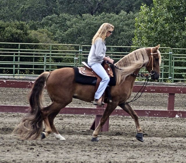 Kentucky Mountain Saddle horse